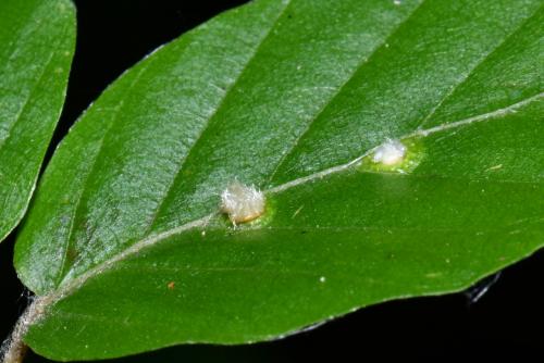 Hartigiola annulipes